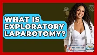What Is Exploratory Laparotomy? - Ask A Pet Vet