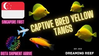 First Ever Captive Bred Yellow Tangs (Biota Aquarium) In Singapore + Rare fish !!!