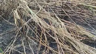 Preparando o terreno para uma capineira 