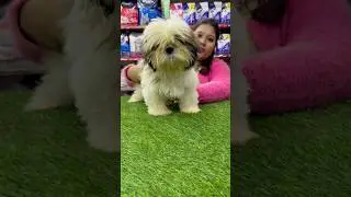 Shih Tzu Puppy Price in Kolkata. #petshub #dogbreed