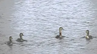 common coot running over water