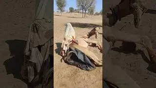 تدريب الجمل على الطاعة بأسلوب النساء في الصحراء