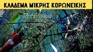 Κλαδεμα ελιας μικρης ηλικιας