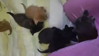 The Cuties getting active! Kitten Alarm/Die S&uuml;&szlig;ies werden aktiv! Kitty Alarm ❤️