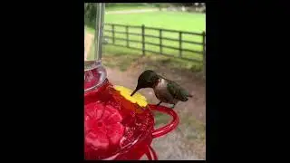 hummingbird video - right at my window