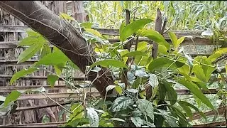 Lihat Cabi Bayot/ Cabai Jawa dan Tanaman Yang Lain