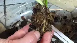 Пересадка орхидеи Онсидиум Oncidium Sharry Baby и Колманара . Сюрпризы от покупок на интернет.