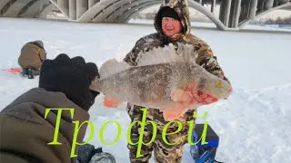 Giant perch, burbot day, Happy Birthday Dimona!!!