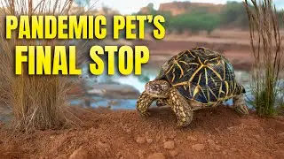 Tortoise was NOT Fed Cat Food for 50 Years: Life After Love 