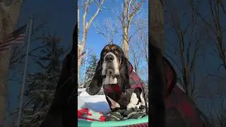 Giant puppy Leo Winston McRib heads out on his sled #snow #asmr