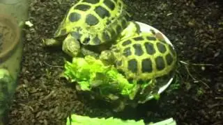 Indotestudo forstenii