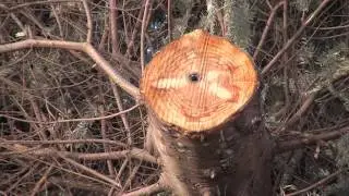 Christmas Tree Recycling