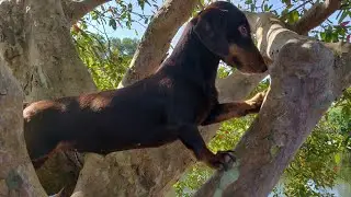 LIFE #Happiness #mindfulness #mindfulwatching #pettherapy  #reallifesrilanka   #happierlifestyle