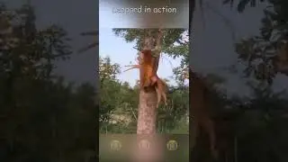 Leopard escapes from a buffalo on a tree #shorts