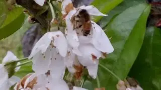 3/24/20 Pollinator/Late morning sky view (18+)