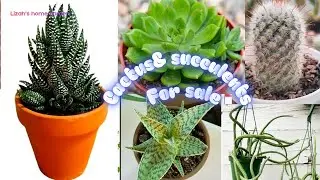 Plants for sale, less watering plants, best indoor varieties cactus and hawarthias#youtube gardening