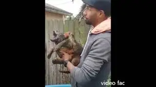 Animal sinistro,seu nome &eacute; Wigu, encontrado nos cemit&eacute;rios &aacute;rabes olha o grito dele, sera verdade?