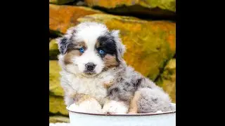 Tarson the Mini Aussie