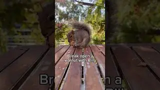 Break open a walnut with Billy 🌰🐿️ #squirrel