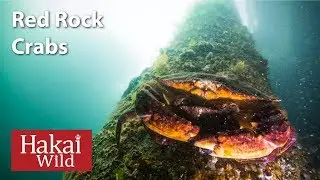 Under the Dock: Red Rock Crabs | Hakai Wild