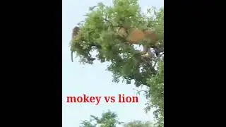 lion attack monkey#animals #youtube #viral #fact ##lion #animals ##wildlife