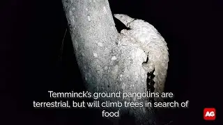 Ground pangolin climbs tree
