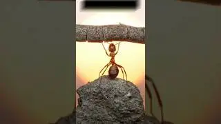 AMAZING PHOTOS ||#shorts #shortsfeed #shortvideo #shortsviral #viral #viralshorts #facts