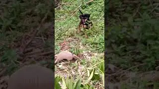 ARMADILLO Y PERRO SE SORPRENDEN Y SE ASUSTAN