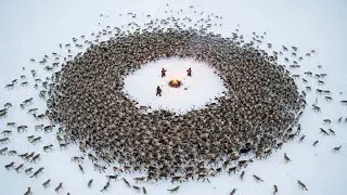 Saving 3000 Reindeer! 92-Year-Old Yakut Couple vs. Super Wolf Pack at &ndash;71&deg;C