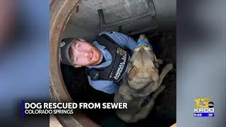 Dog reunited with family after being rescued from storm drain