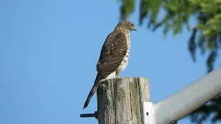 09/19/25 Juv Cooper's Hawk (Hunting) Kent Wa 5762-167
