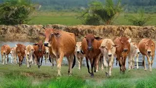 A large, tame white cow is eating green grass #animals #insects #cow