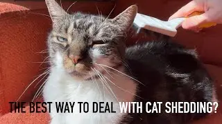 Is this the best way to deal with cat shedding? FUR4 deShedding Tool