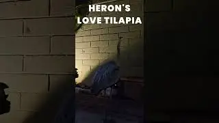 Heron Chronicles Part 8: Heron vs. Tilapia: A Battle of Wits in the Garde