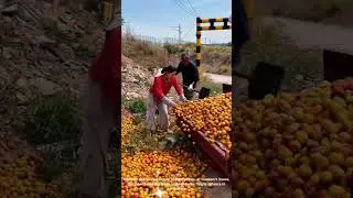 Tons of Apples Wasted: The Harsh Reality Farmers Face