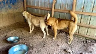 Male Dog Eager to Mate, But She&rsquo;s Just Not Ready Yet