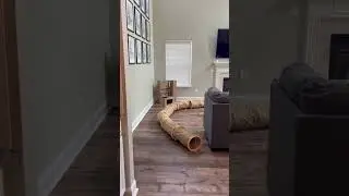 Бесконечный кошачий туннель 🐈