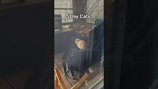 Another Stray Cat Showed up at The Cabin #straycat