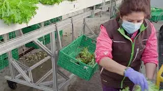 La saladerie des Mattines - Les salades qui n'en racontent pas