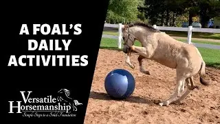 A FOAL'S DAILY ACTIVITIES