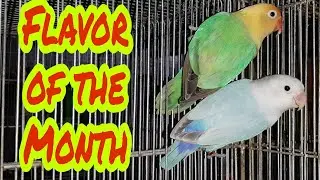Flavor of the Month Dillute Mutation