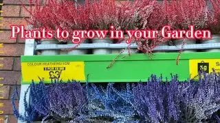 Come  Plants Shop with me at B&M September 2022