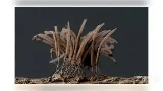 Stemonitales - fungi kingdom
