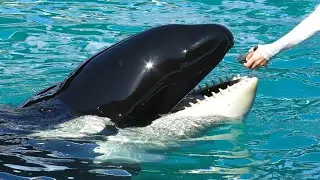 orca 2