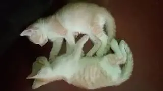 #CatVideos #KittenVideos #CuteCats #FunnyCats #AdorableKittens #MeowLife #shorts #PetLovers #Kitty