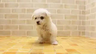 ワンラブ　名古屋市　ペットショップ　244573