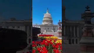 Spring is almost here! Courtesy @kateoyuna #dc #washingtondc #exploredc #choosedc