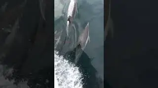 FIVE DOLPHINS IN OVERDRIVE &mdash; PACIFIC OCEAN &mdash; CALIFORNIA COAST 🌎🌎 🐬🐬🐬🐬🐬 🌎🌎 DigitalShark99 🌎🌎🌎 🚀🚀🚀🚀🚀