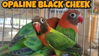 OPALINE BLACK CHEEK MGA BOSS ASTIG TO #lovebirds #africanlovebird #opaline #personata #ibon