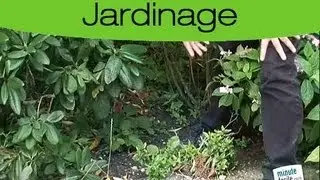 Désherbage du jardin : La technique